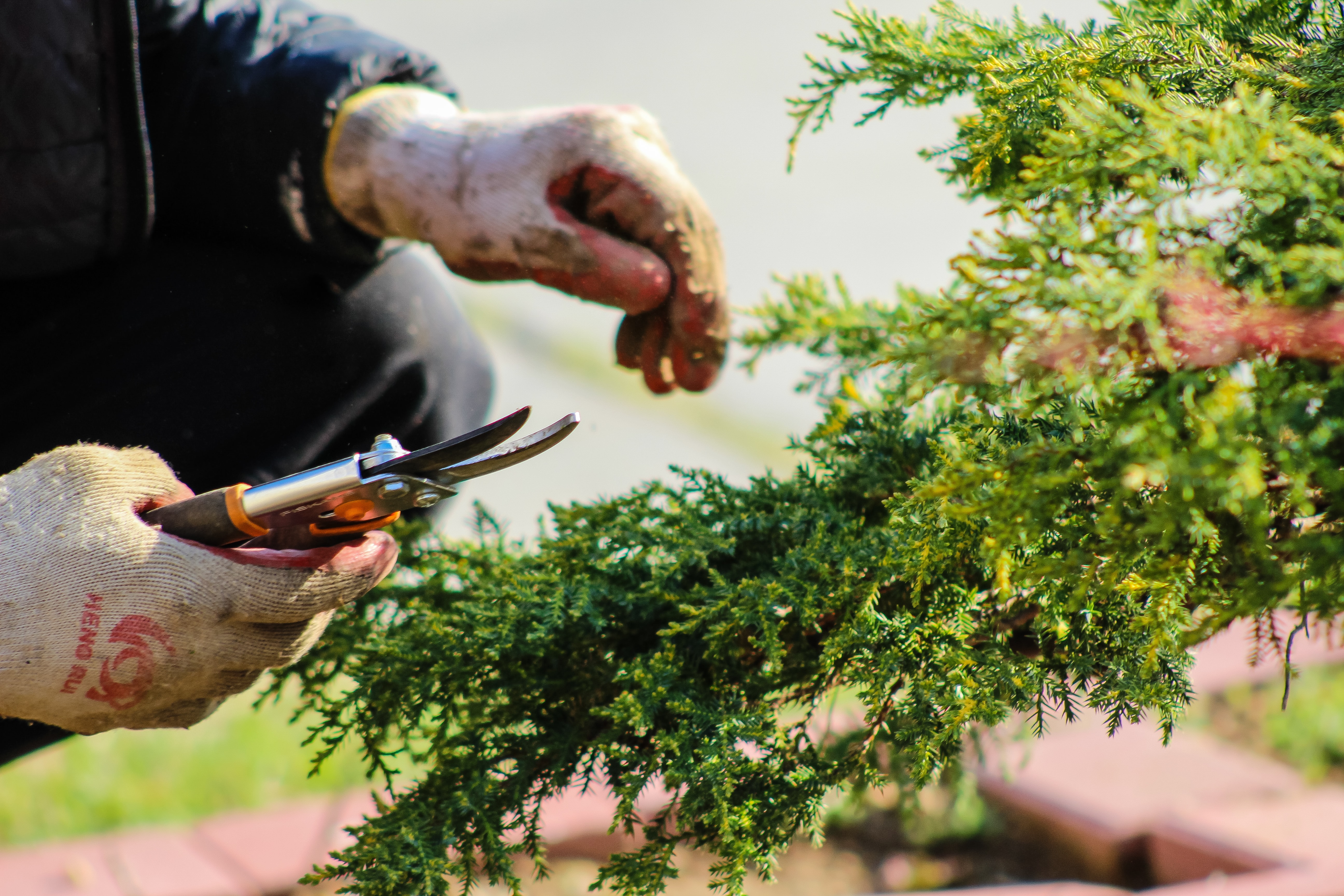 A landscape professional carefully trimming a plant with garden shears